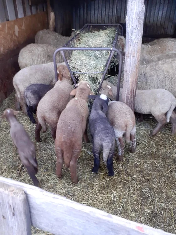 Miei au luat calea fermelor de îngrăşare FOTO: S.N. Vidra