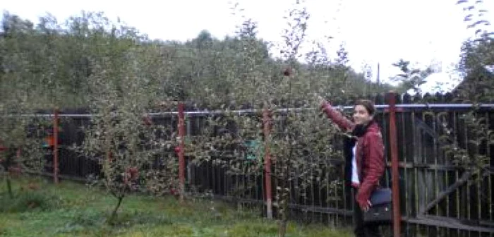 Ploieşti: Locuitorii din Drajna, îndemnaţi să cultive pomi fructiferi