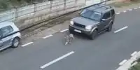 sofer gif