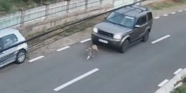 sofer gif