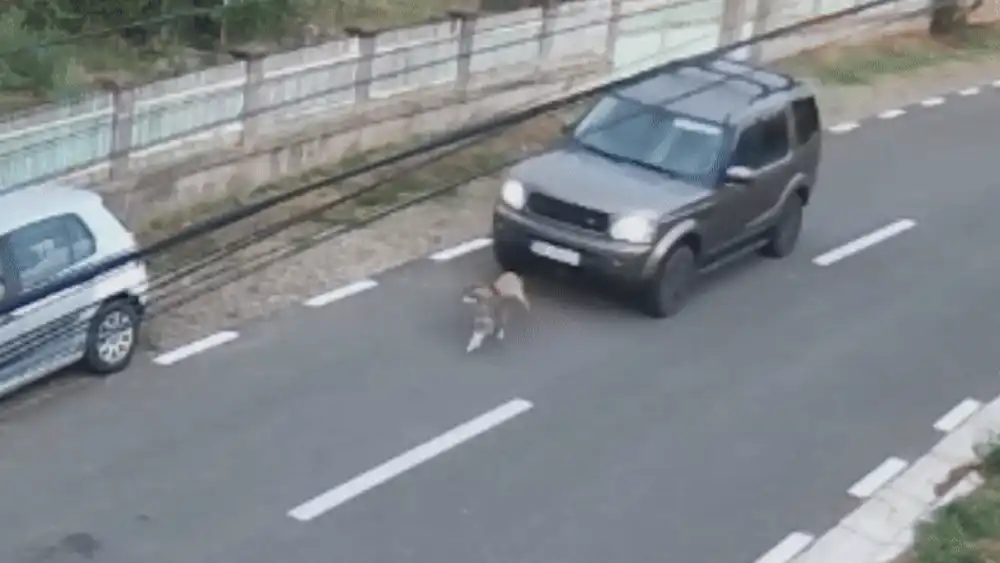 Imagini greu de privit. Un șofer din Vrancea accelerează și lovește intenționat un câine care alerga în fața mașinii lui