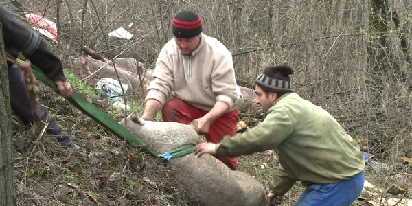 porci
