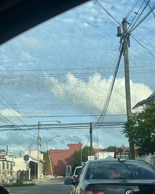 Invazie de lăcuste într-o regiune a Mexicului FOTO New York Post