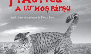 Cum pui nume la pisică jpeg