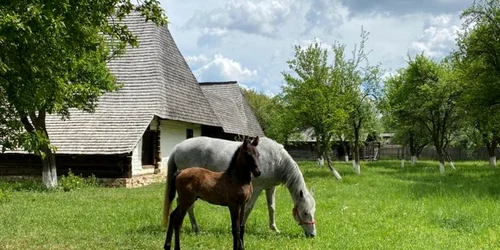 manz covid si mama golesti 01