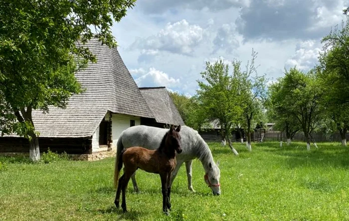 Foto arhivă Adevărul