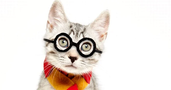 
    Un proiect original  îşi propune să salveze cât mai multe pisiciFoto: Shaina Fishman  