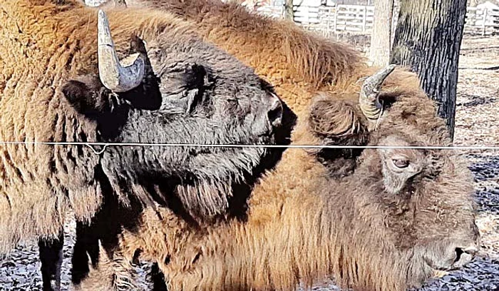 Adulţii au fost aduşi din Germania