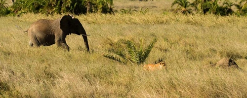 Cum este pus la puct un leu de către un elefant nervos