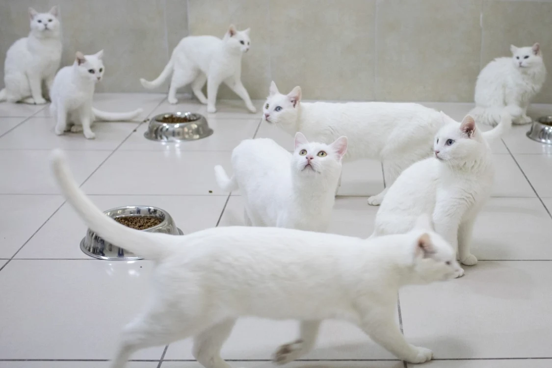 Pisicile turcesti Vans mănâncă în sala de mese din Centrul de Cercetare Vans Cat. FOTO Guliver/Gettyimages