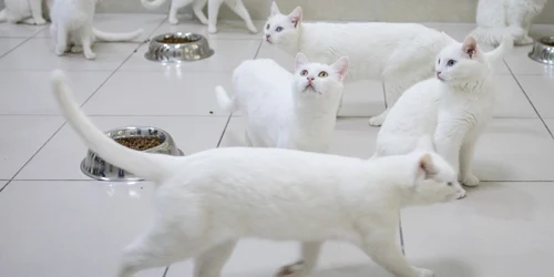 Pisicile turcesti Vans mănâncă în sala de mese din Centrul de Cercetare Vans Cat. FOTO Guliver/Gettyimages