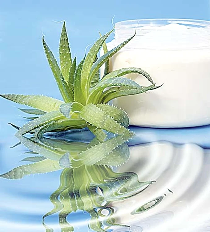 
    Aloe Vera  