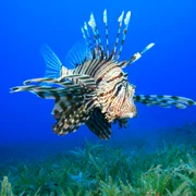 pestele leu Pterois miles foto shutterstock