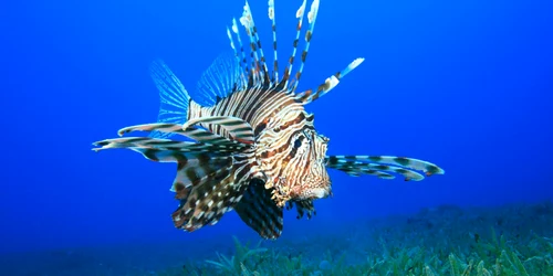 pestele leu Pterois miles foto shutterstock
