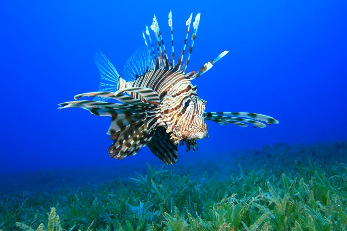 pestele leu Pterois miles foto shutterstock