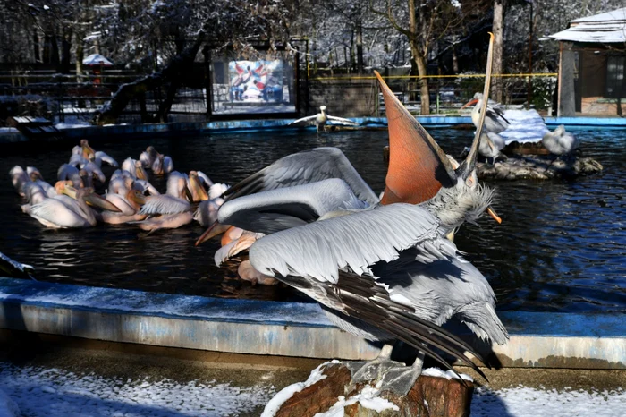 Păsări Zoo Băneasa