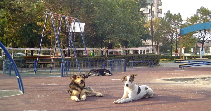 Câinii vor ajunge pe străzi Foto: arhivă