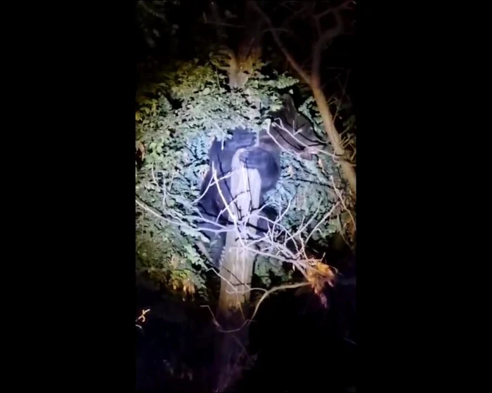 Ursul s-a urcat în copac FOTO: captură video