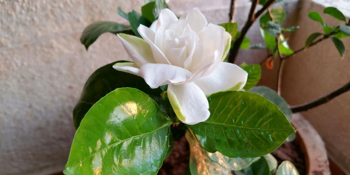 gardenia jpg jpeg