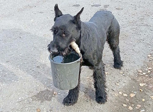 Cară găleţi cu apă
