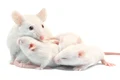 soareci albi de laborator mama cu pui foto shutterstock 71556859 jpg