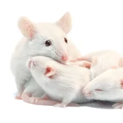 soareci albi de laborator mama cu pui foto shutterstock 71556859 jpg