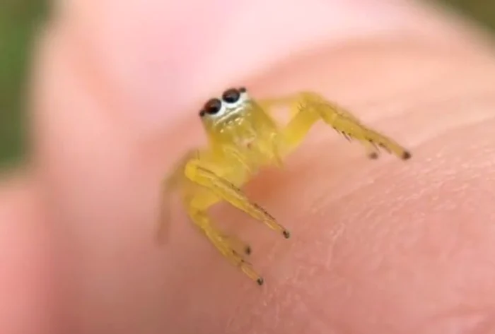 Conform unei statistici, arahnidele pot mânca întreaga rasă umanăFoto Instagram