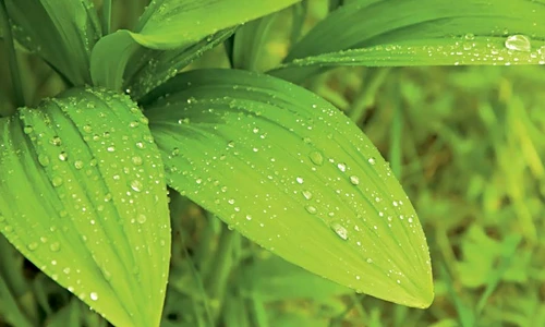 1 68534 original jpg jpeg