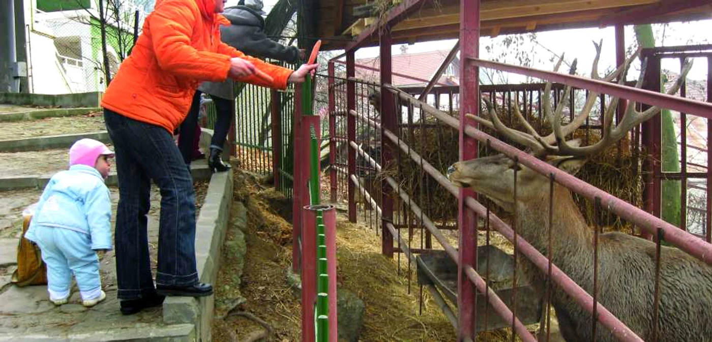 În absenţa leului, vizitatorii se opresc să hrănească cerbul