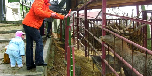 În absenţa leului, vizitatorii se opresc să hrănească cerbul