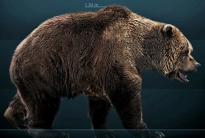 Ursus Spelaeus  Sursa FOTO Wikipedia 