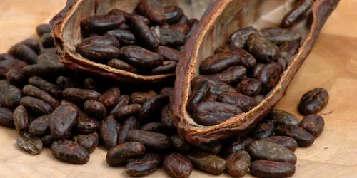 cacao Fotolia