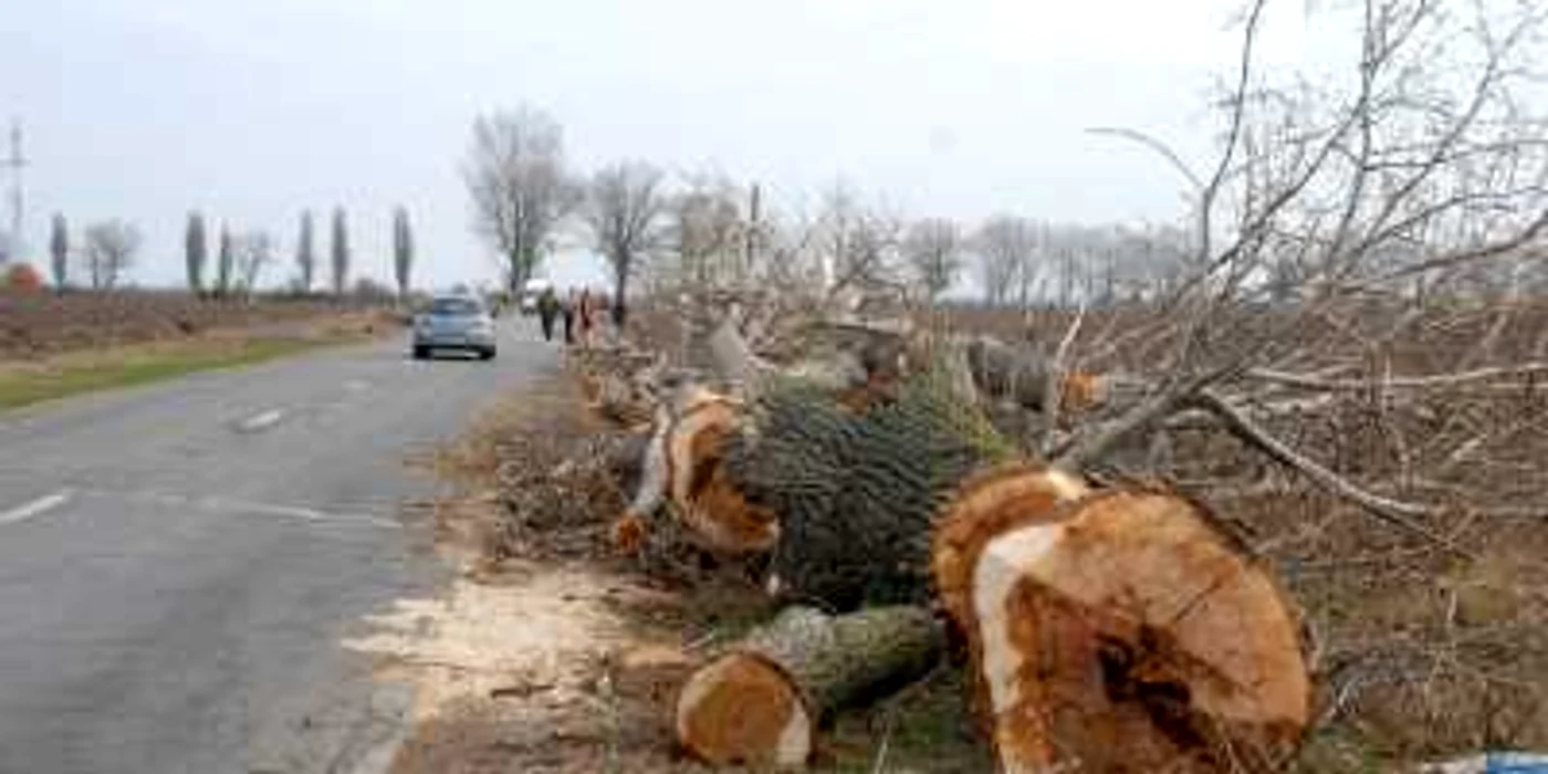 Tăierea arborilor a început deja   FOTO Florentin Coman