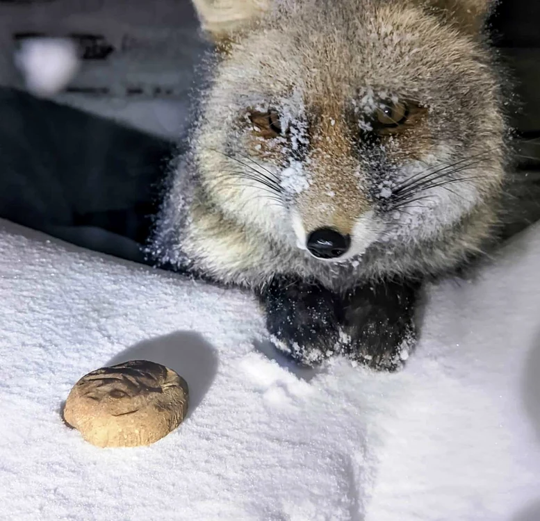 Vulpiţa Hulpy. FOTO: Sergiu Olteanu / Facebook