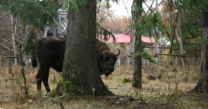 Ţinutul Zimbrului se suprapune cu Parcul Natural Vânători-Neamţ sursa FOTO: Facebook/PNVN