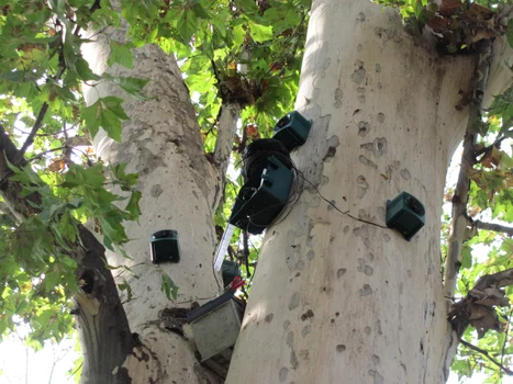 "Capcane" pentru ciori în Parcul Catedralei FOTO Ştefan Both