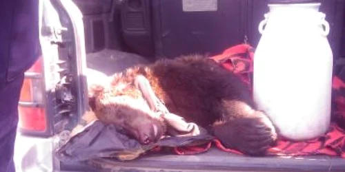 Bistriţa :  Prins cu ursul în portbagaj