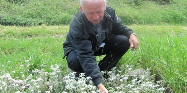 floare de colt