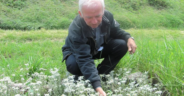 Floarea-de-colţ, numită şi floarea-reginei, nu are nevoie de multe ca să crească într-o grădină, spune geologul Ioan Cociuba FOTO Florina Pop