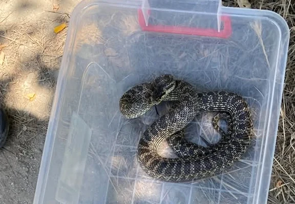 Șarpe capturat lângă gara din Mangalia FOTO: Inspectoratul de Jandarmi Judeţean Constanţa