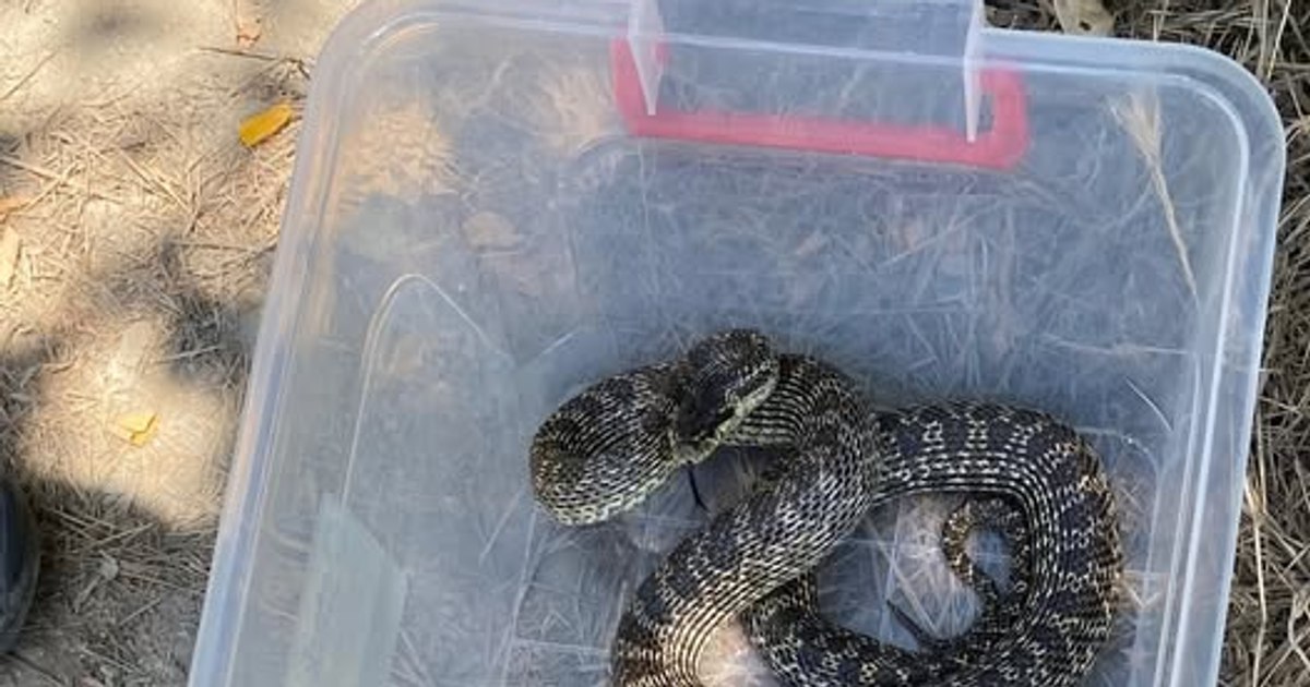 Un „balaur dobrogean” a speriat călătorii din Gara Mangalia, jandarmii intervenind rapid.