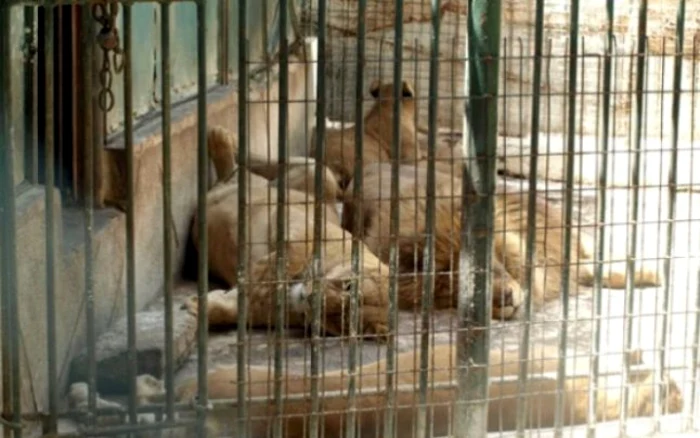 Primăria Craiova are 2,64 de lei pentru modernizarea grădinii Zoo