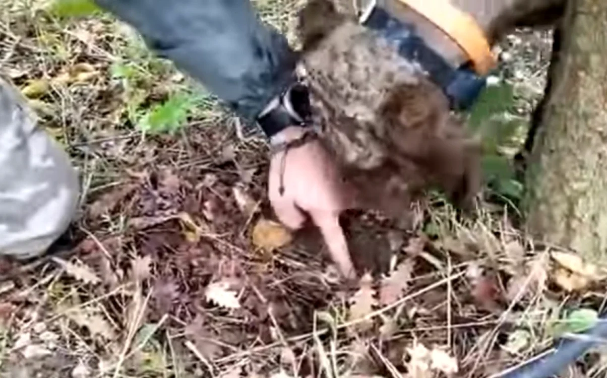 Arhivă