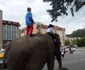 parada elefantilor