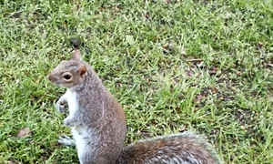 Veverita in Parcul Kensington foto Denis Grigorescu
