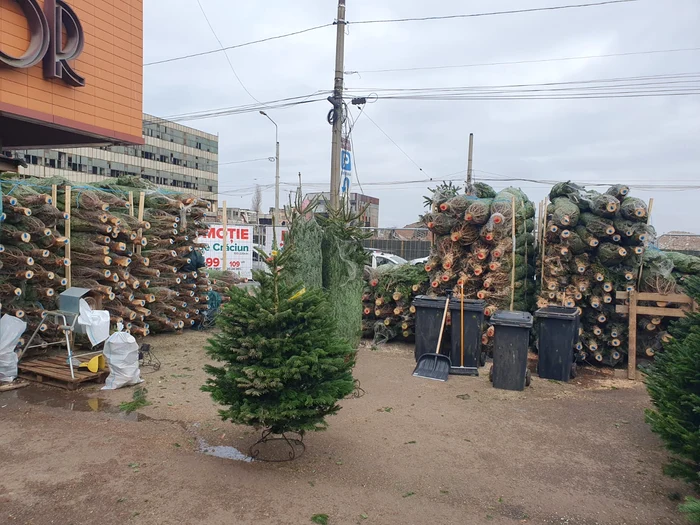 Cei mai mici brazi au între 1.00 metri și 1, 20 metri