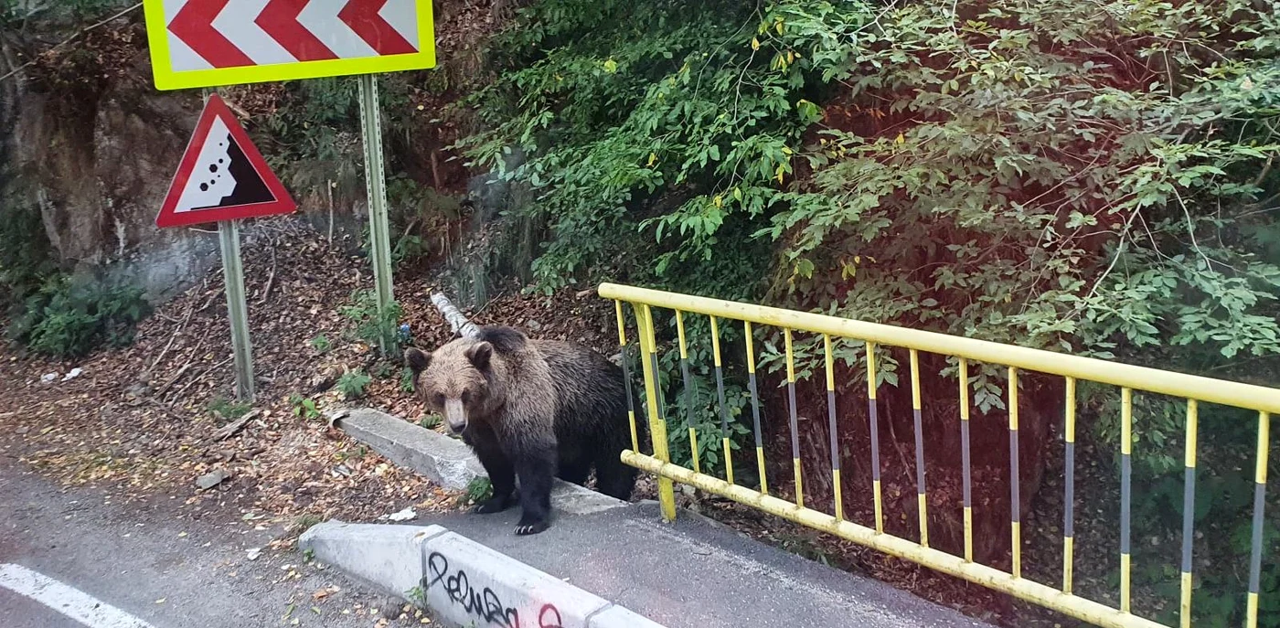 
    Turiștii aflați pe Valea lui Stan au primit informări de la autorități că în zonă sunt urși   