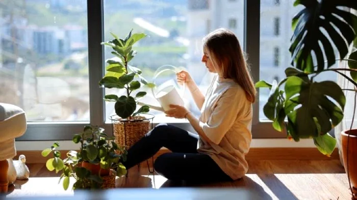 Planta care înfrumusețează casa, dar atrage cel mai mare ghinion financiar.