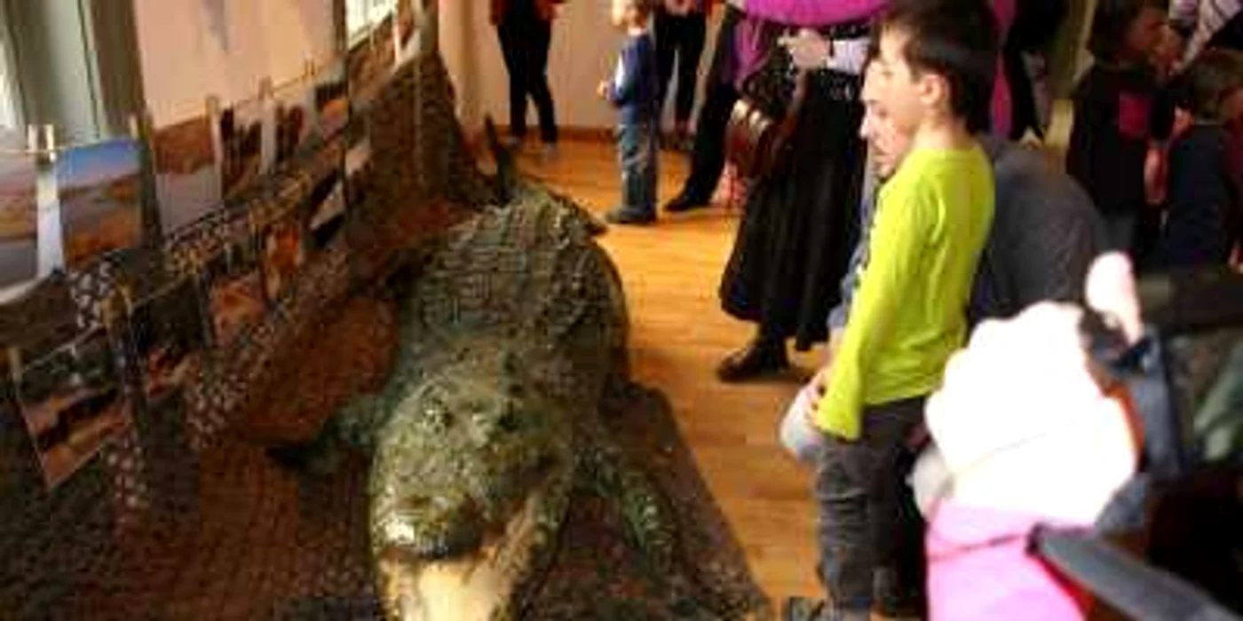 Crocodilul are 4,2 metri lungime. FOTOArhivă.