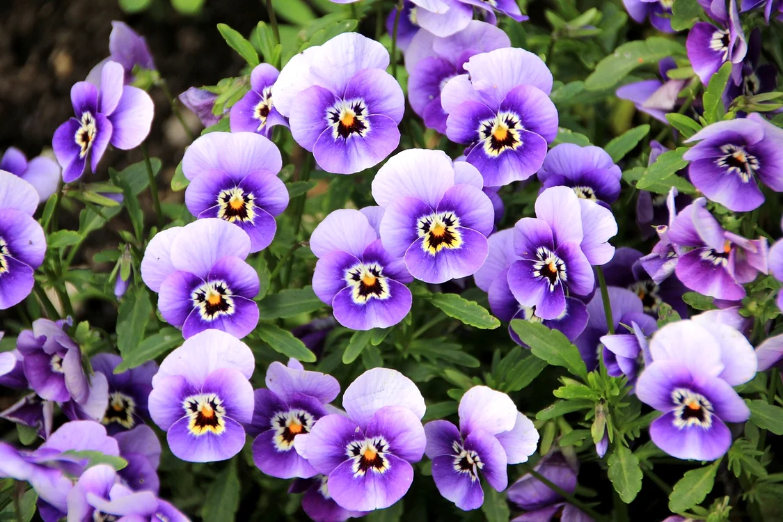 Panseluțe / foto: Pixabay 